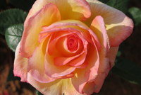 Sheilas perfume
